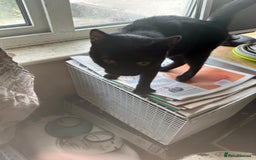Mixed Breed cats for adoption: Milly the rescue cat needs new home - Image 2