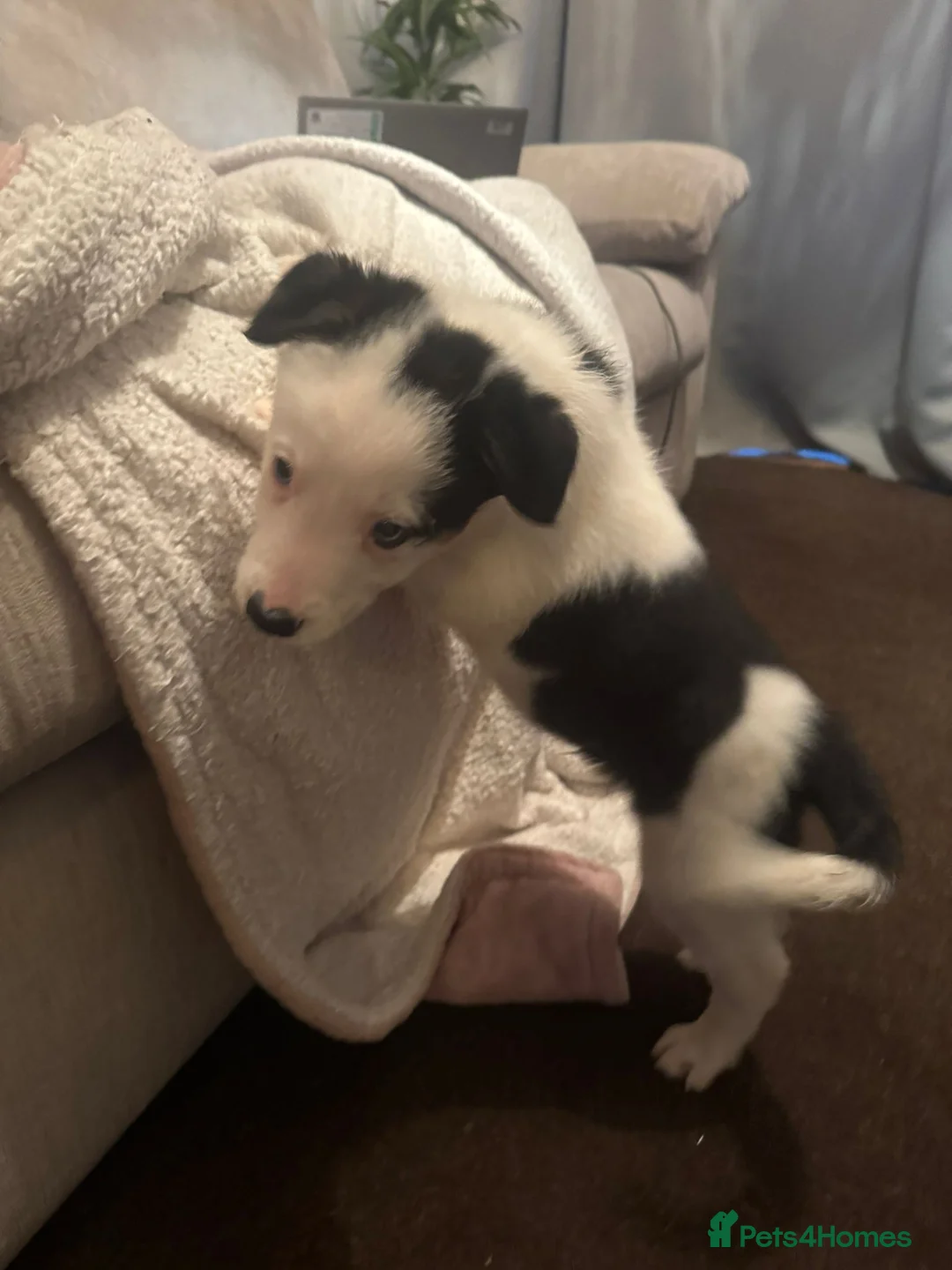 Border Collie dogs for sale: 1 Border Collie Pup - Health tested clear parents - Advert 24