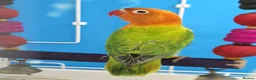 Lovebirds birds for sale: DNA sexed Male Female Lovebirds in Birmingham - Advert 4