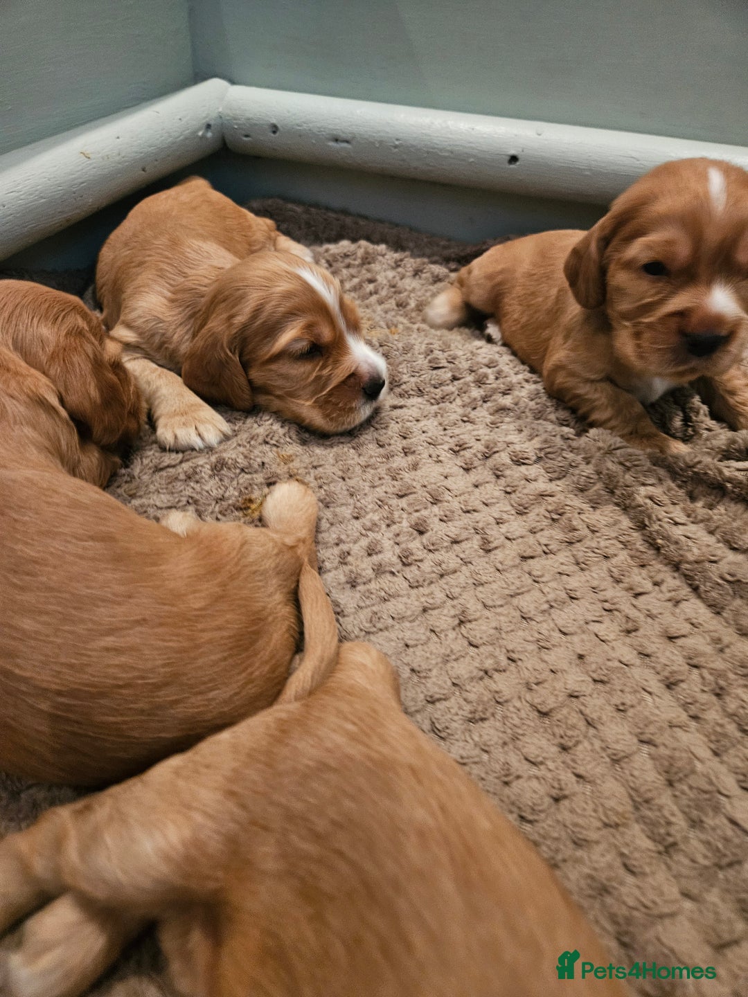 Cocker Spaniel dogs for sale: Health Tested Cocker spaniel puppies  - Advert 20
