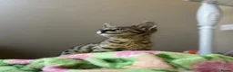 Savannah cats for sale: 🏵️ WORLDS BEST LINES 🏵️ Savannah F2 & F3 Kittens - Advert 28