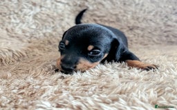 Miniature Dachshund dogs for sale: Beautiful Mini Daschounds Babies For Sale - Image 4