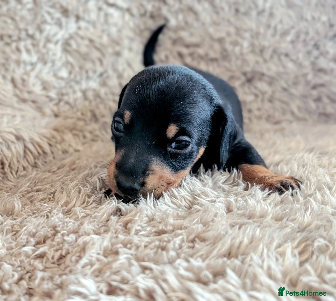 Miniature Dachshund dogs for sale: Beautiful Mini Daschounds Babies For Sale - Image 4