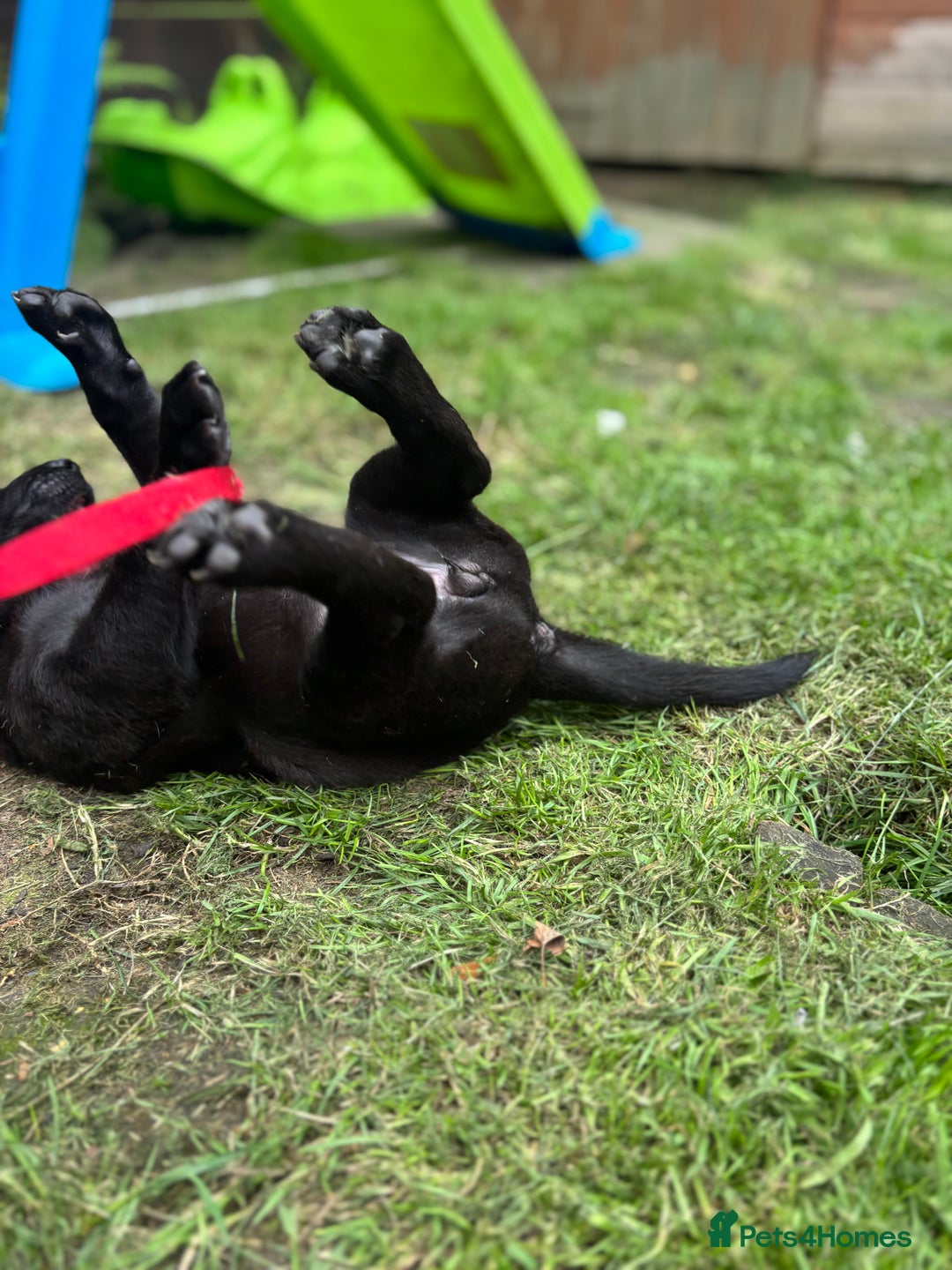 Labrador Retriever dogs for sale: KC registered Labrador retrievers for sale  - Image 17