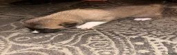 Mixed Breed dogs for sale: 3x Akita/Alsation pups for sale in Bradford - Advert 2