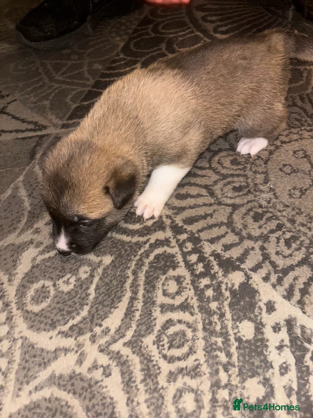 Mixed Breed dogs for sale: 3x Akita/Alsation pups for sale in Bradford - Advert 2