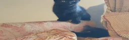 Mixed Breed cats for sale: Beautiful female kitten  - Advert 5