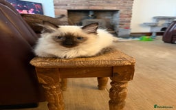 Ragdoll cats for sale: GCCF ragdoll seal point girl - Image 19