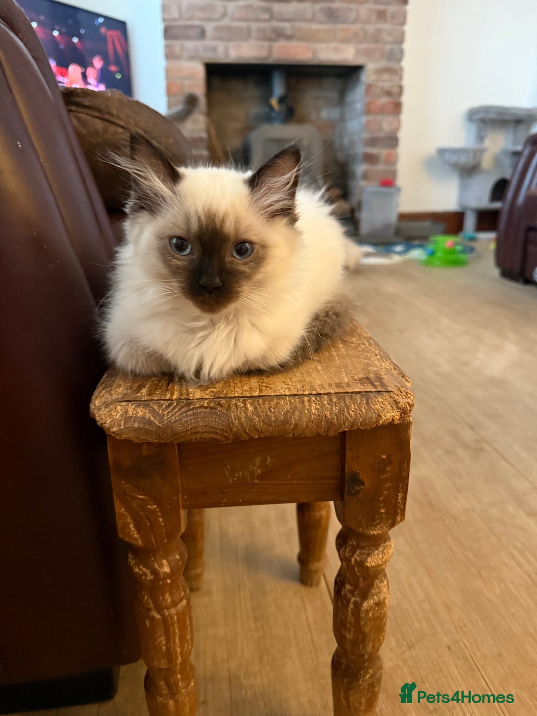 Ragdoll cats for sale: GCCF ragdoll seal point girl - Image 19