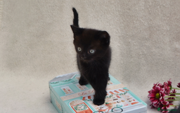 Mixed Breed cats for sale: Gorgeous Maine-Coon/Ragdoll/Bombay Mix Kittens!!! - Image 16