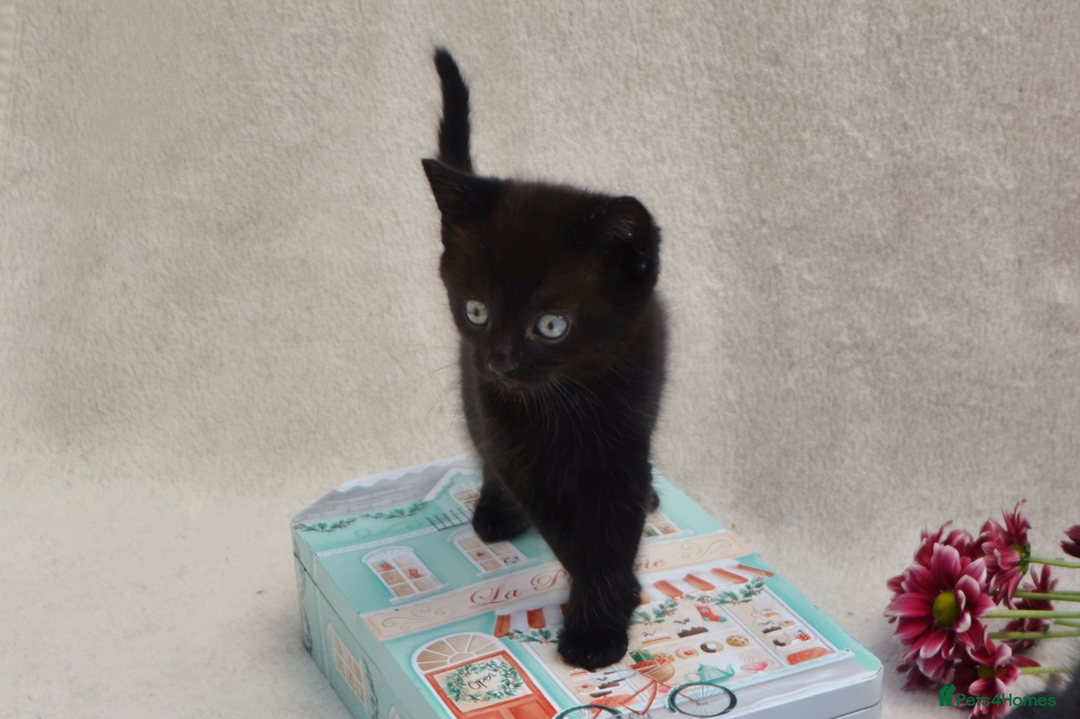 Mixed Breed cats for sale: Gorgeous Maine-Coon/Ragdoll/Bombay Mix Kittens!!! - Image 16