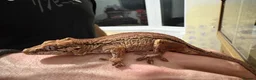 Gecko reptiles for sale: 3 Gargoyle Geckos - Advert 6