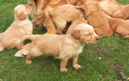 Golden Retriever dogs for sale: GOLDEN RETRIEVER  - Image 7