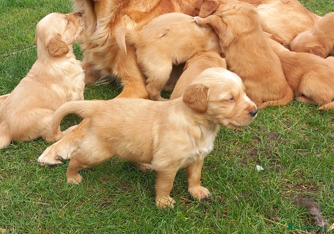 Golden Retriever dogs for sale: GOLDEN RETRIEVER  - Image 7