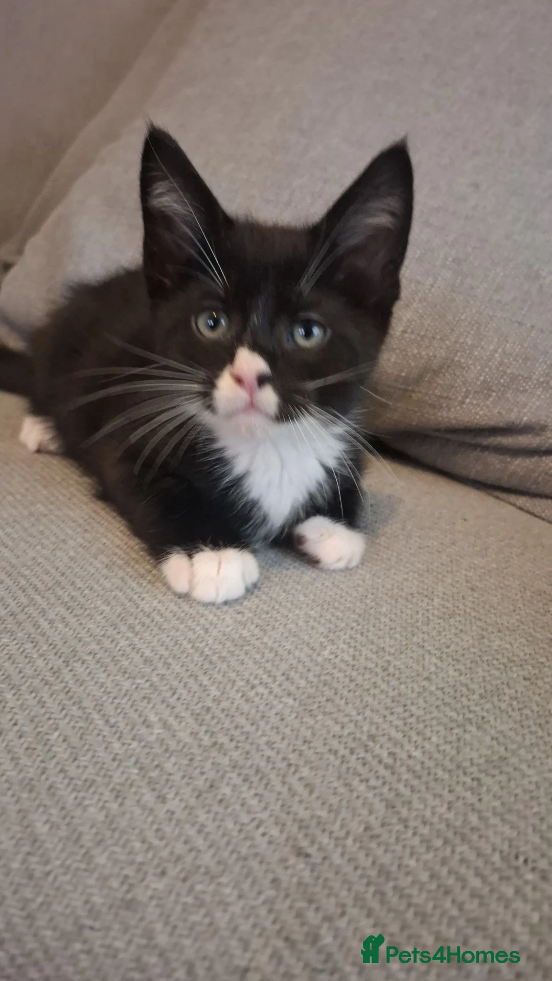 Maine Coon cats for sale: Maincoon x - Advert 5