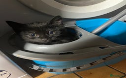 Mixed Breed cats for sale: Beautiful baby kittens 💕 - Image 6