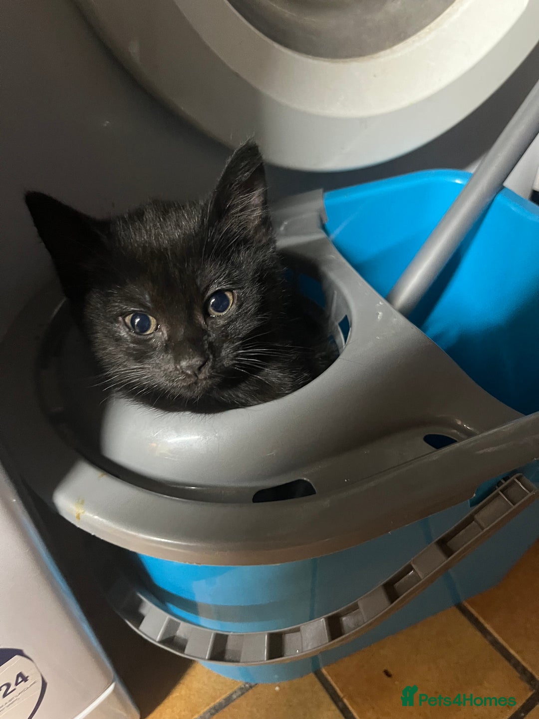 Mixed Breed cats for sale: Beautiful baby kittens 💕 - Image 6