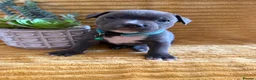 Staffordshire Bull Terrier dogs for sale: KC Blue Staffordshire bull terrier puppies  - Advert 13