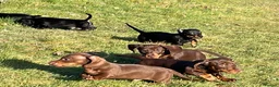 Miniature Dachshund dogs for sale: Beautiful litter of miniature daschunds  - Advert 7
