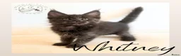 Maine Coon cats for sale: High Smoke, Smoke and Solid Pedigree Maine Coon’s - Advert 5