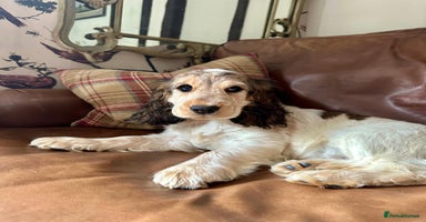 Cocker Spaniel dogs - Advert 4