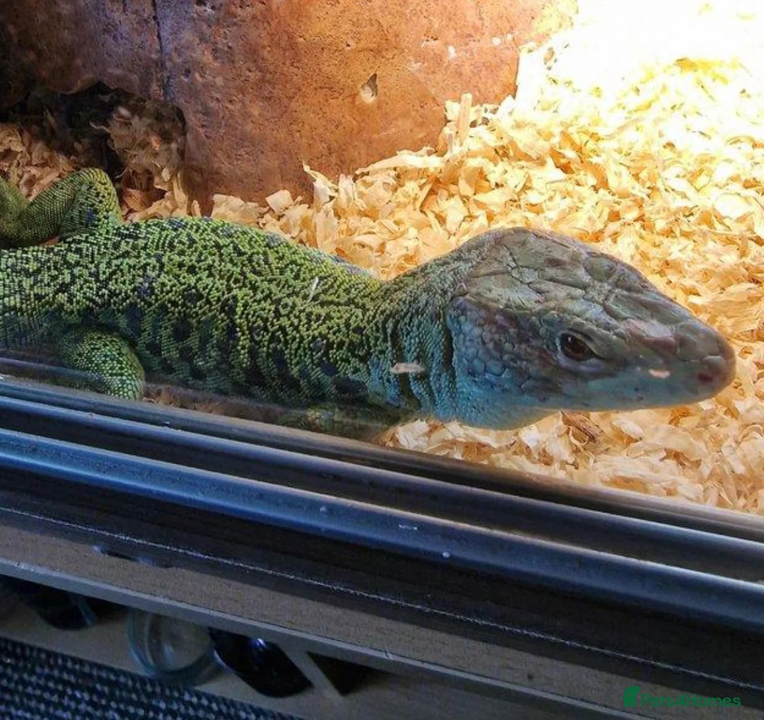 Lizard reptiles for sale: Baby jewelled lacerta  european eyed lizards - Advert 12
