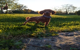 Miniature Poodle dogs for stud: Stunning proven KC health tested Red Stud in Reading - Image 6
