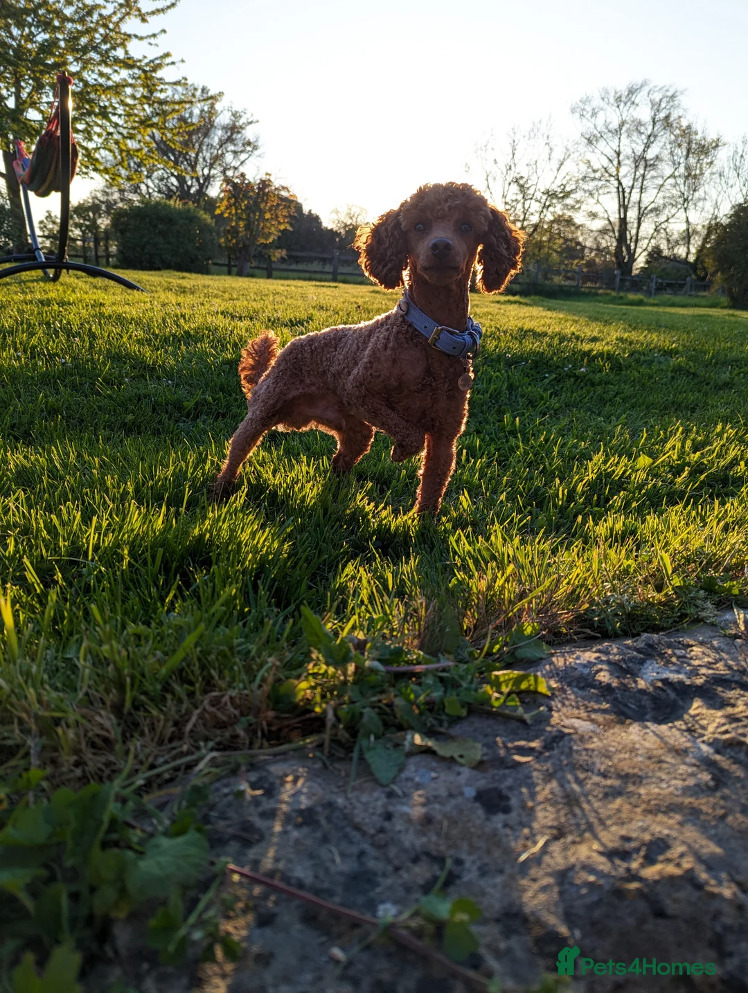 Miniature Poodle dogs for stud: Stunning proven KC health tested Red Stud in Reading - Advert 7