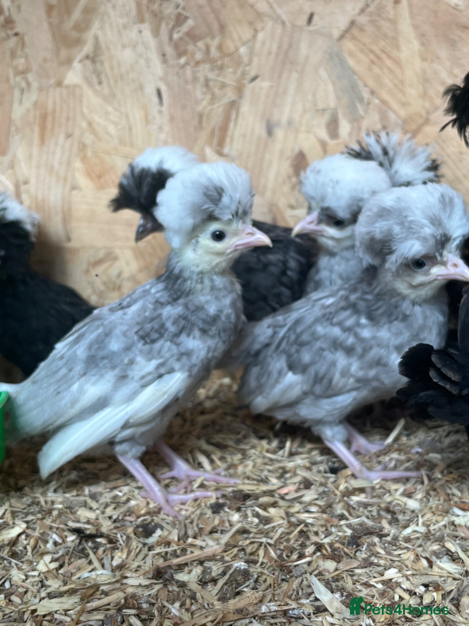 Mixed Breed poultry Ducks, pullets, chicks - Advert 13