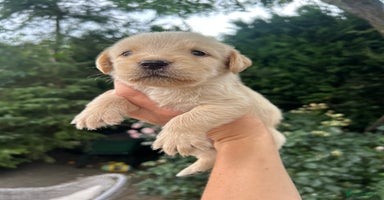 Mixed Breed dogs - Advert 11