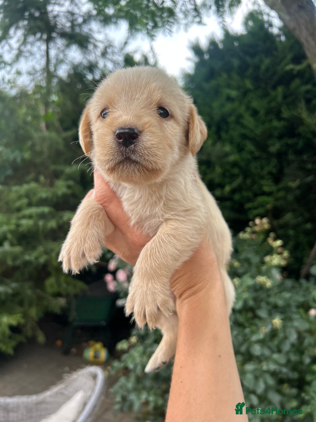Mixed Breed dogs for sale: 3/4 Labrador 1/4 German wired hair pointer  - Image 2