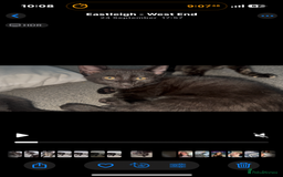British Shorthair cats for sale: 2 Kittens for sale - Image 8