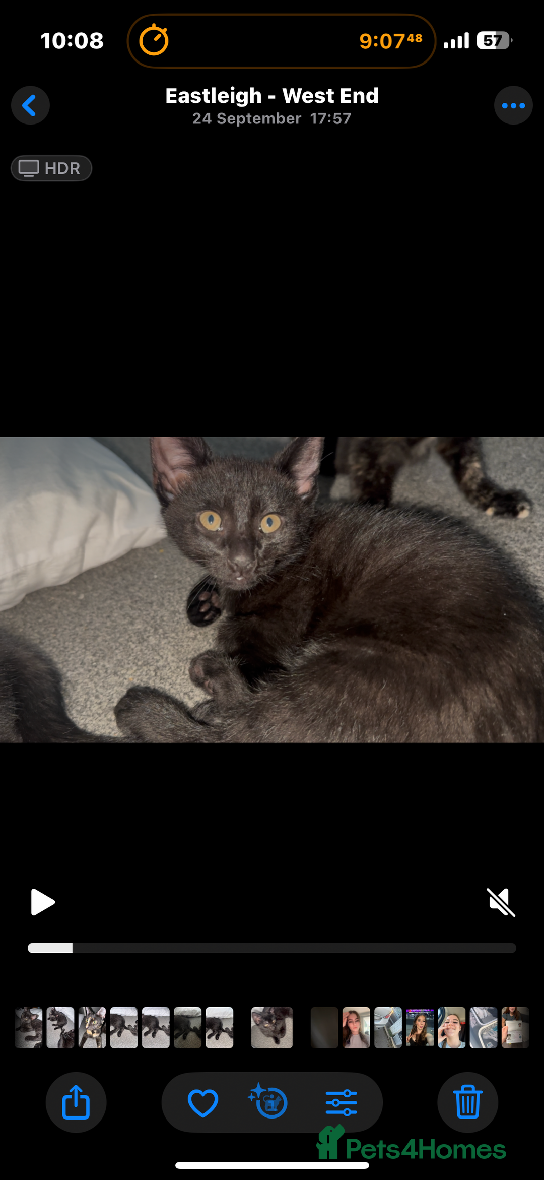 British Shorthair cats for sale: 2 Kittens for sale - Image 8