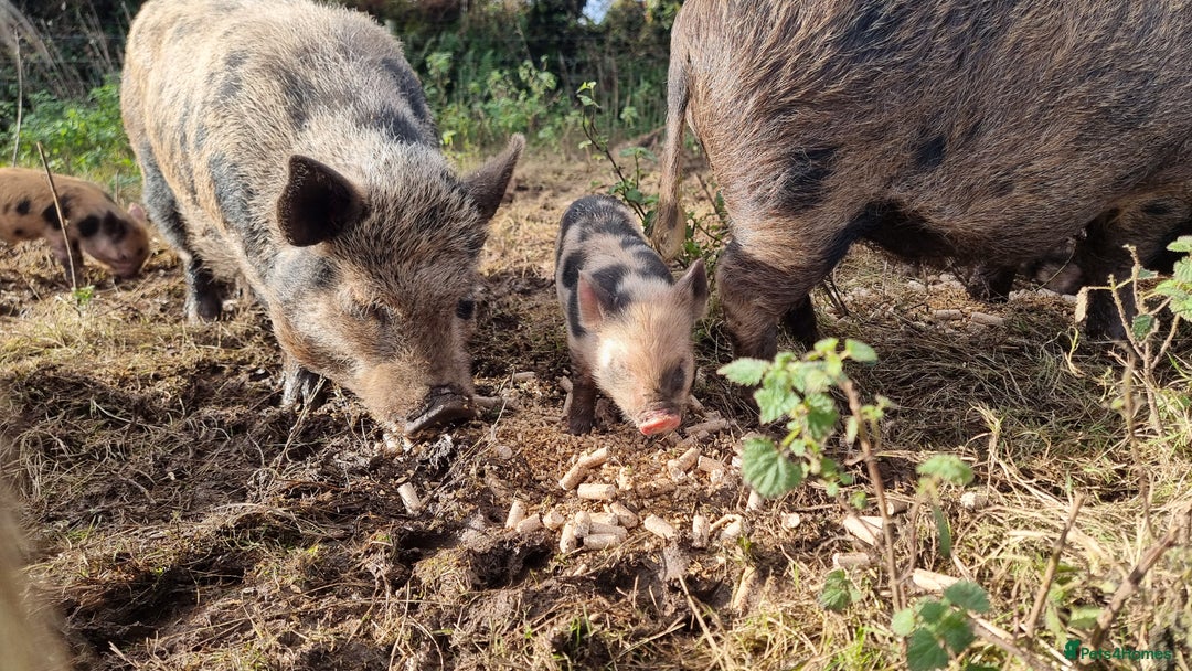 Pig livestock for sale: Minature Pigs (7/8 Juliana) - Advert 8