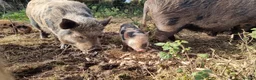 Pig livestock for sale: Minature Pigs (7/8 Juliana) - Advert 8