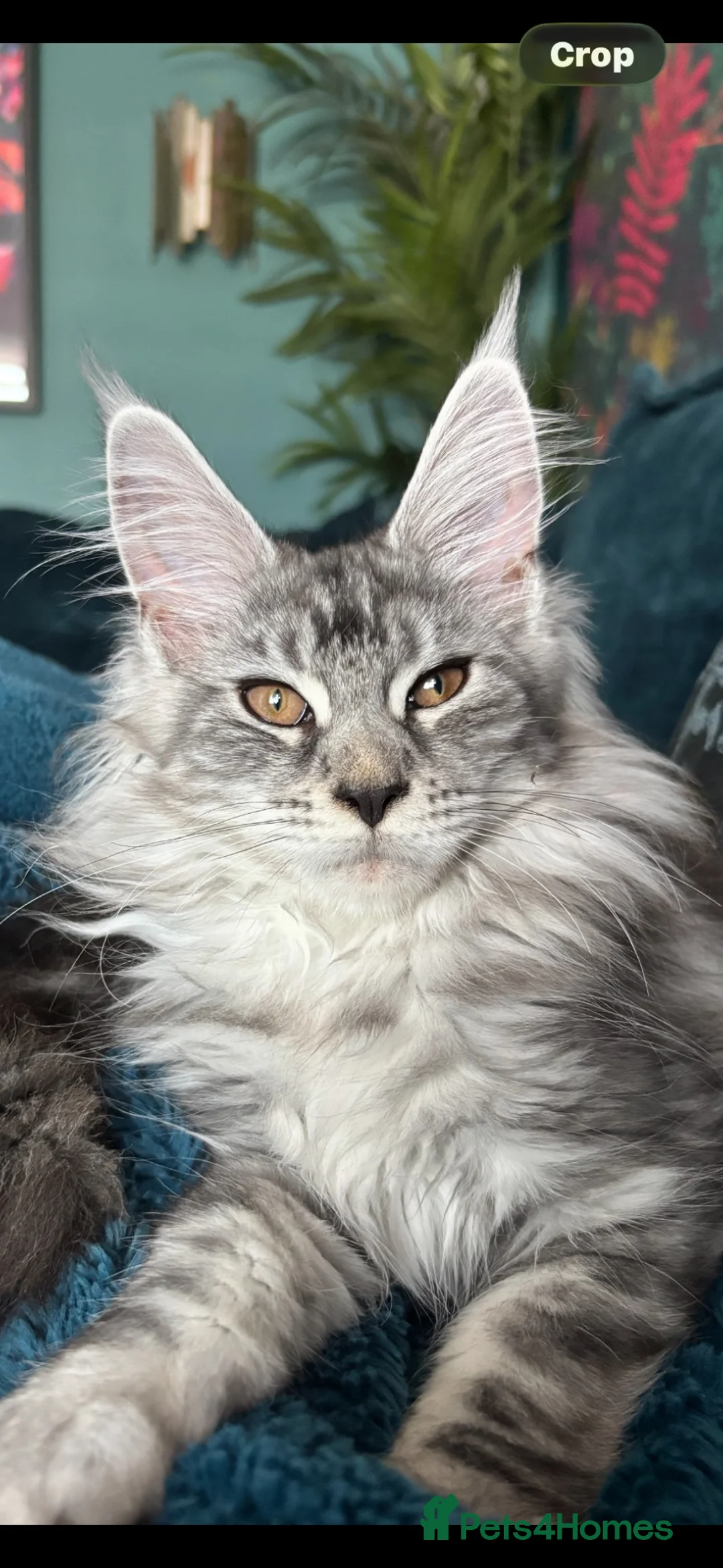 Maine Coon cats for sale: Norma no mates. TICA Registered Maine Coon Kittens - Advert 1