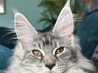 Maine Coon cats Norma no mates. TICA Registered Maine Coon Kittens - Advert 4