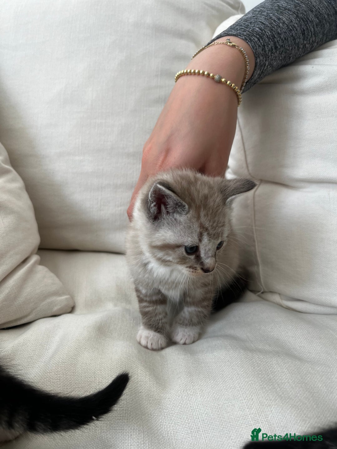 Mixed Breed cats for sale: Ready to go next week! cream tabby kittens - Image 7