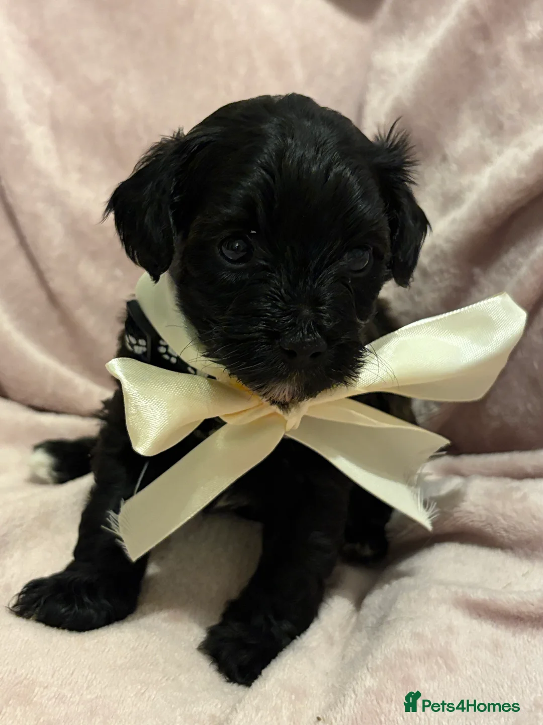 Chipoo dogs for sale: Beautifully brave tiny rare chipoos  - Advert 6