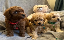 Maltipoo dogs for sale: 🐶 3 Gorgeous Toy Maltipoo F1b Puppies for sale🐶  - Image 11