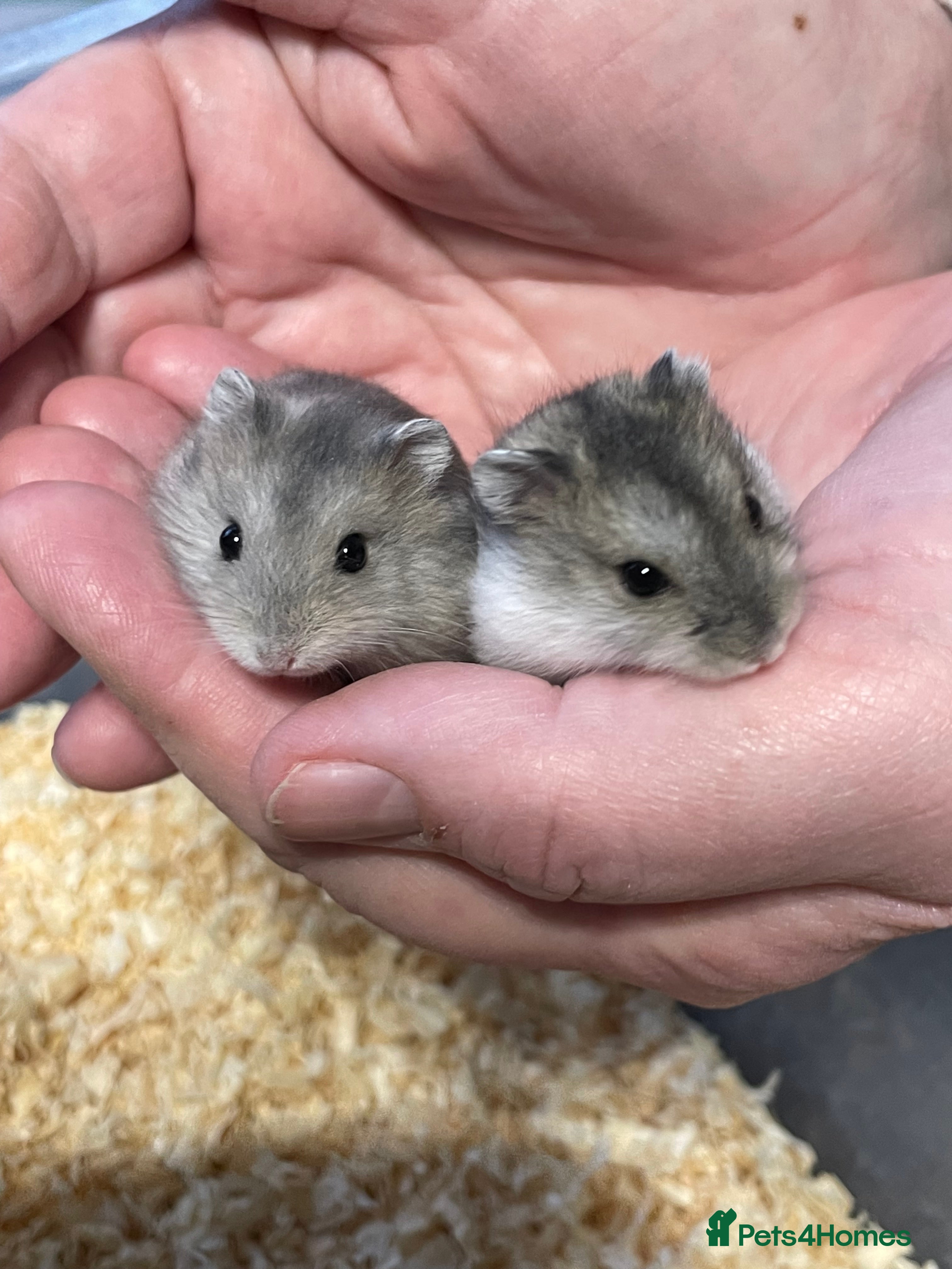 Hamster rodents Baby Winter White Russian hamsters from show stock - Advert 1
