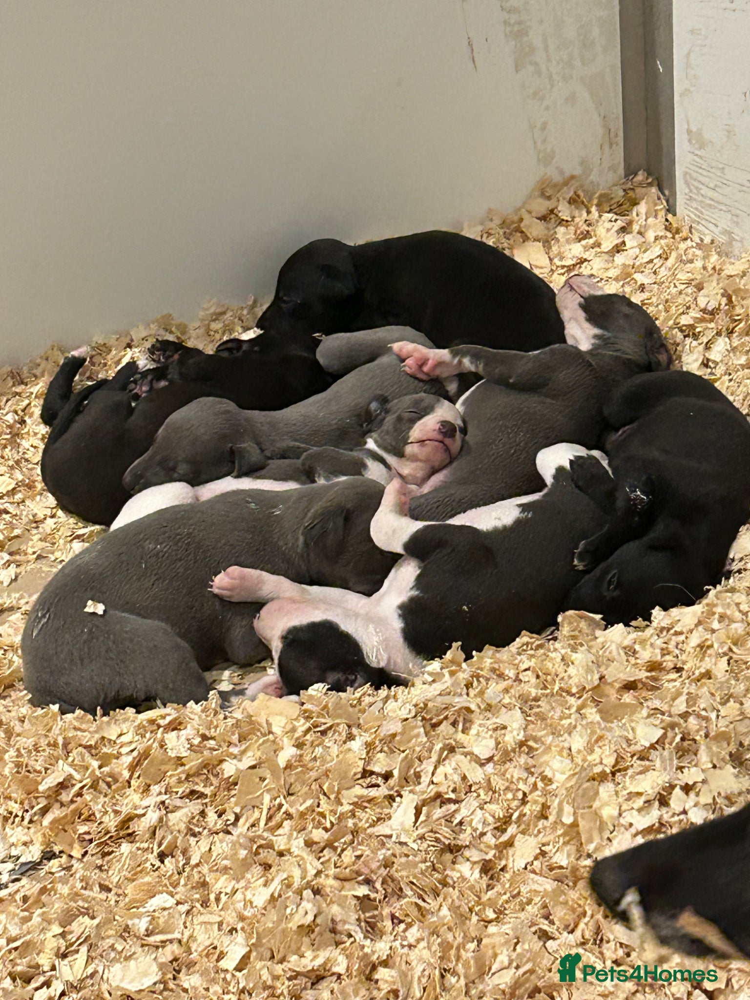 Whippet dogs for sale: Summer’s lovely puppies  in North Tawton - Advert 4
