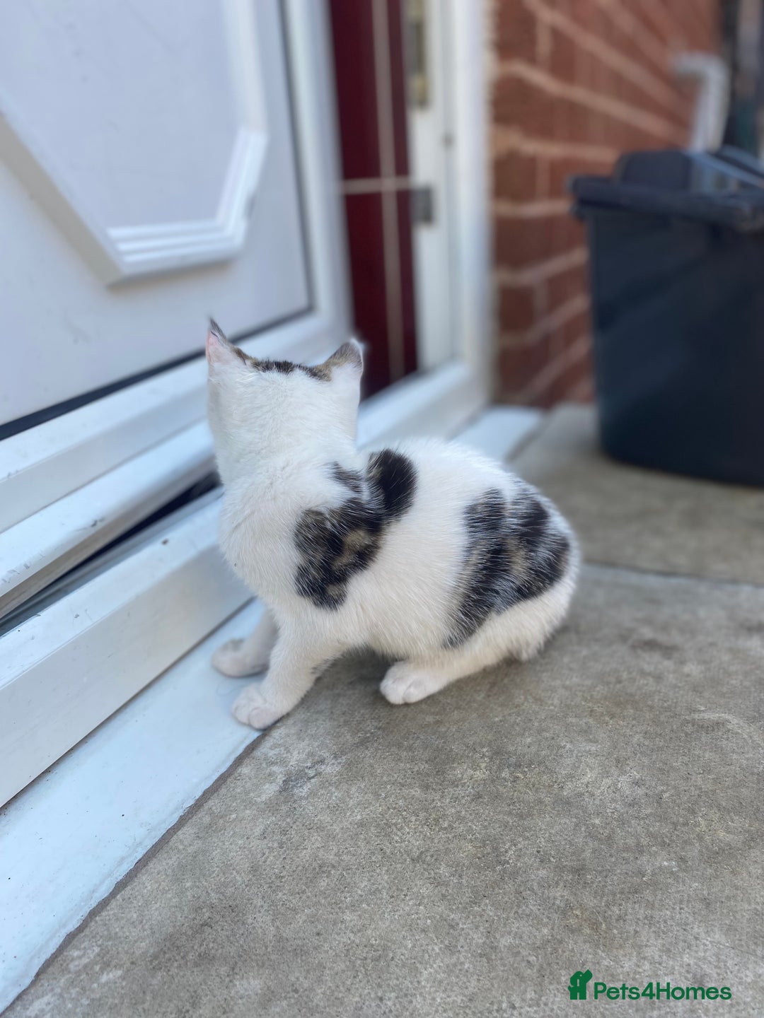 Domestic Shorthair cats for sale: Kittens ready for Their forever home 🐾  - Image 6