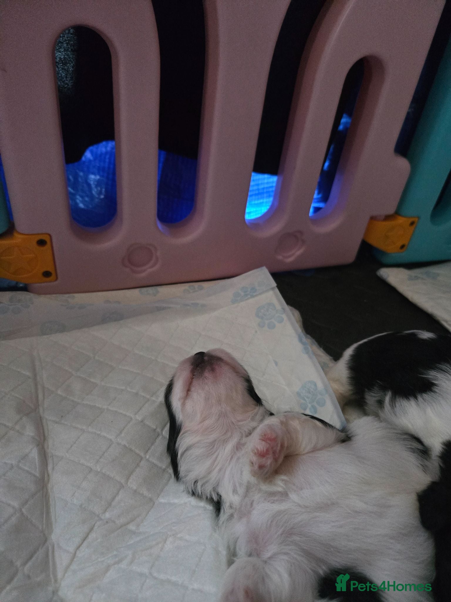 Shih Tzu dogs Stunning  shihtzus 4 girls £995 - Advert 2