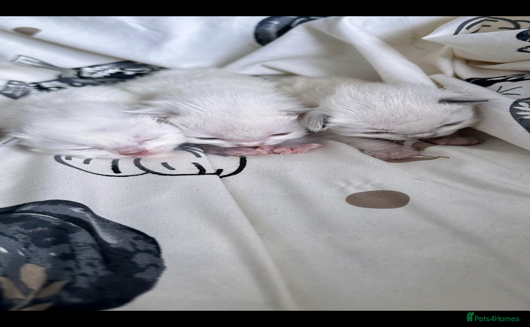 Ragdoll cats - Advert 1