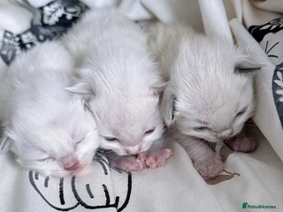 Ragdoll cats - Advert 22