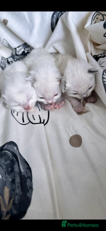 Ragdoll cats - Advert 2