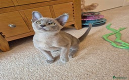 Burmese cats for sale: Gorgeous Pedigree Blue Male Burmese Kitten - Image 7