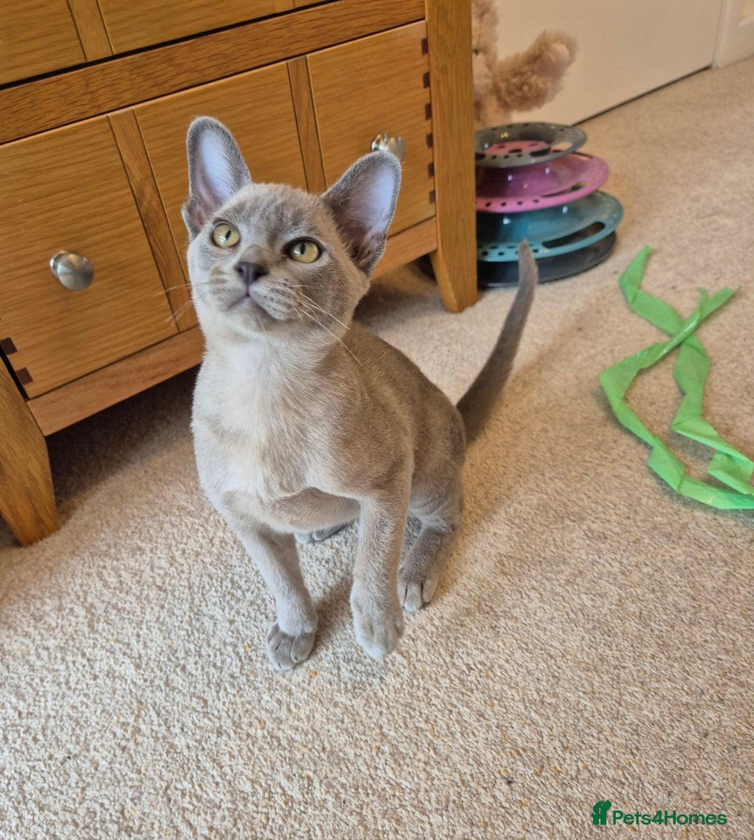Burmese cats for sale: Gorgeous Pedigree Blue Male Burmese Kitten - Image 7