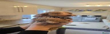 Cockapoo 5